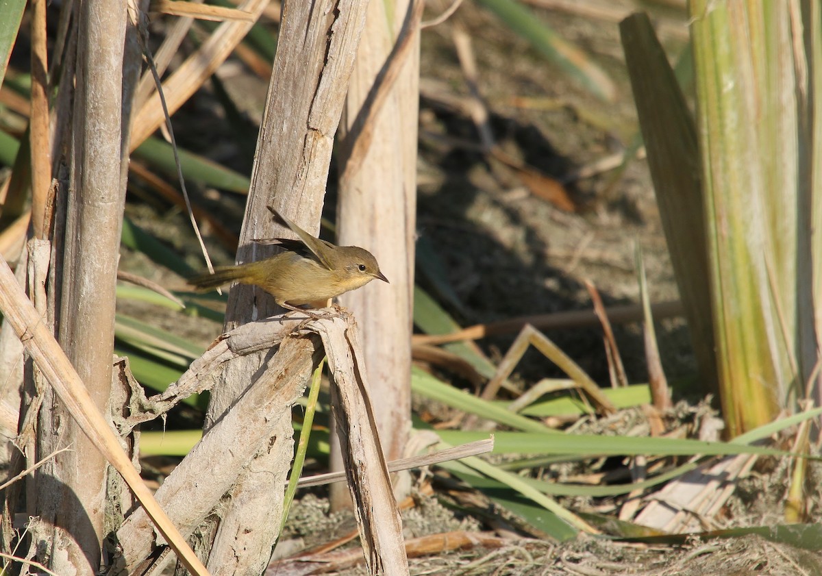 Common Yellowthroat - ML640800856
