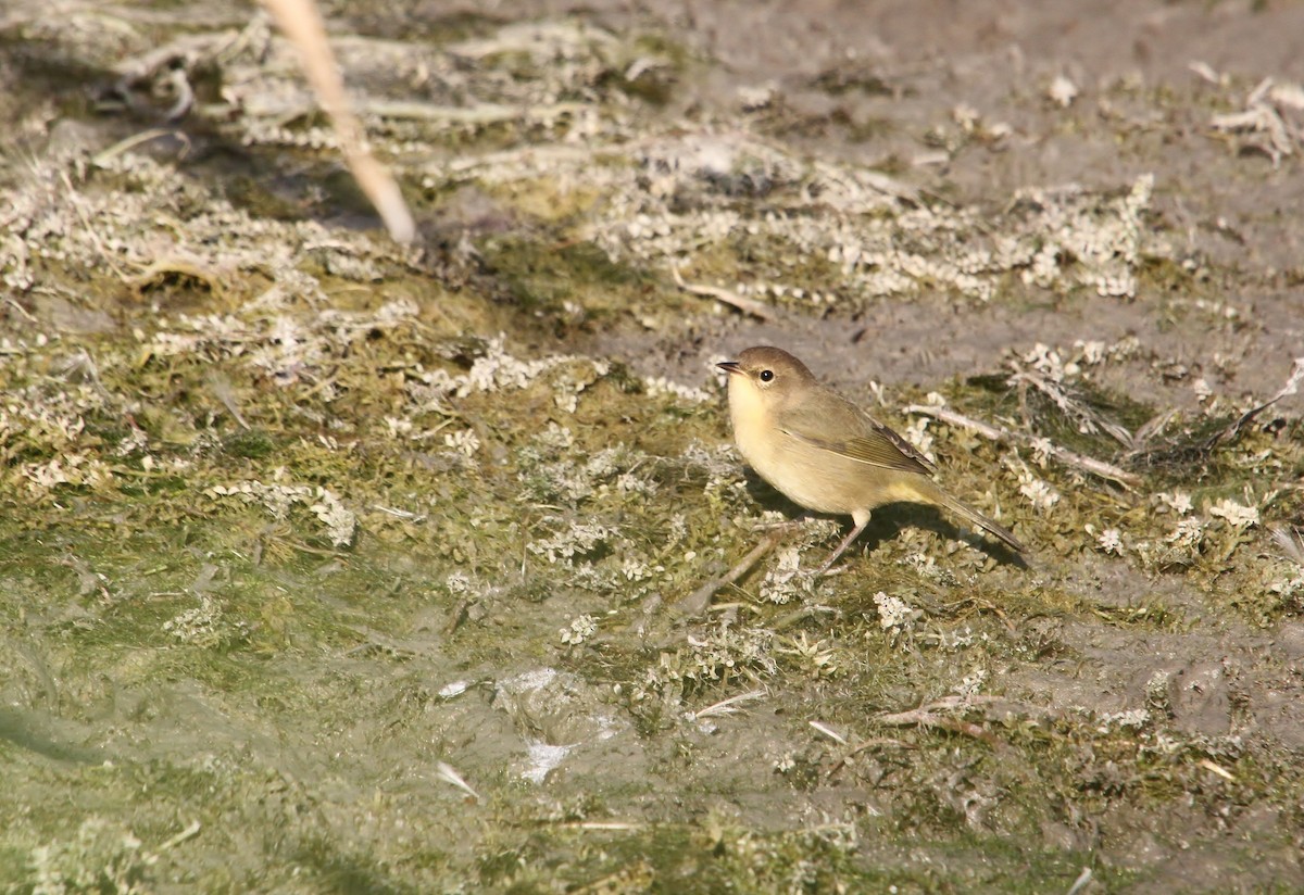 Common Yellowthroat - ML640800860
