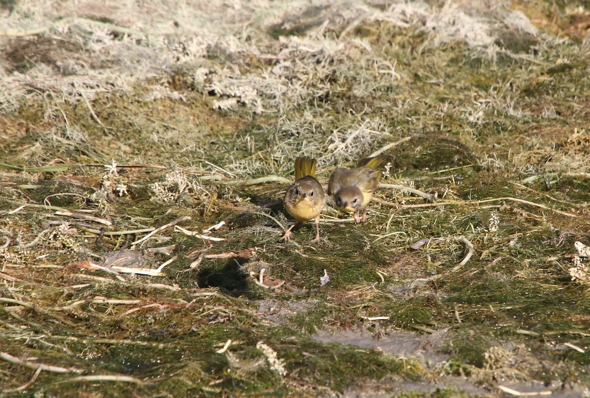 Common Yellowthroat - ML640800868