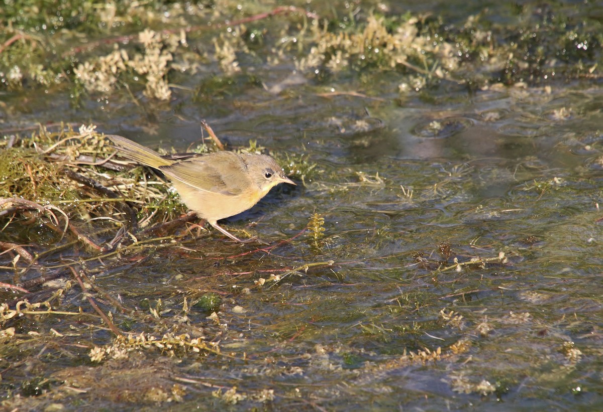 Common Yellowthroat - ML640800871
