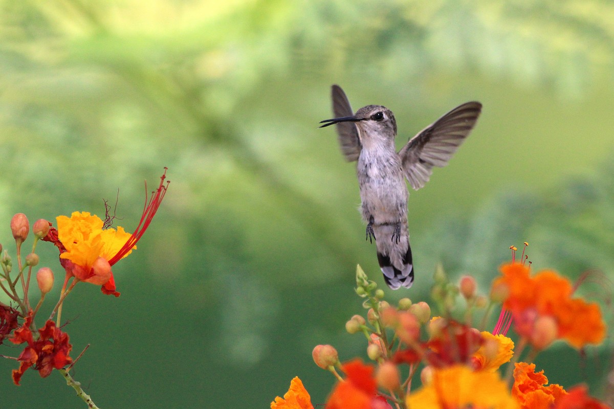 Black-chinned Hummingbird - ML640800875