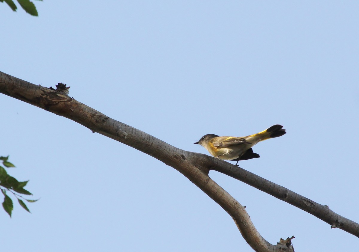American Redstart - ML640800882