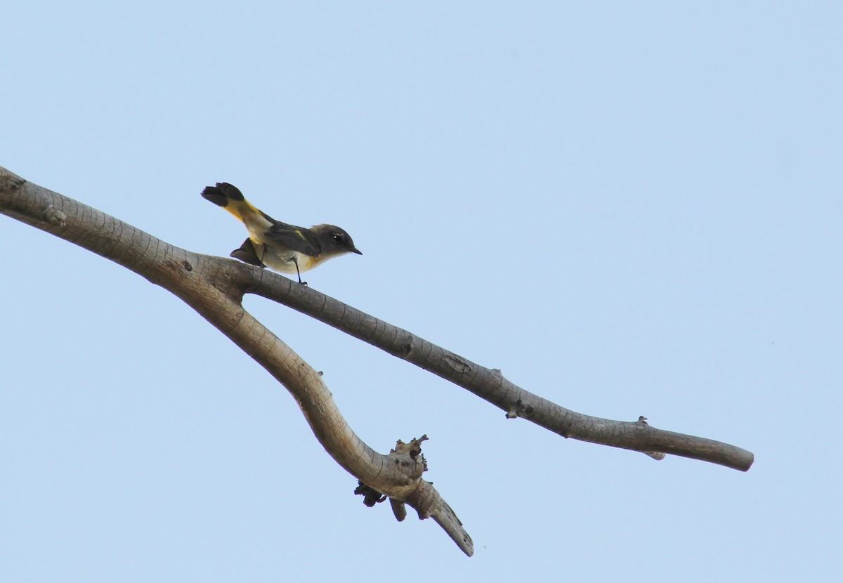 American Redstart - ML640800883