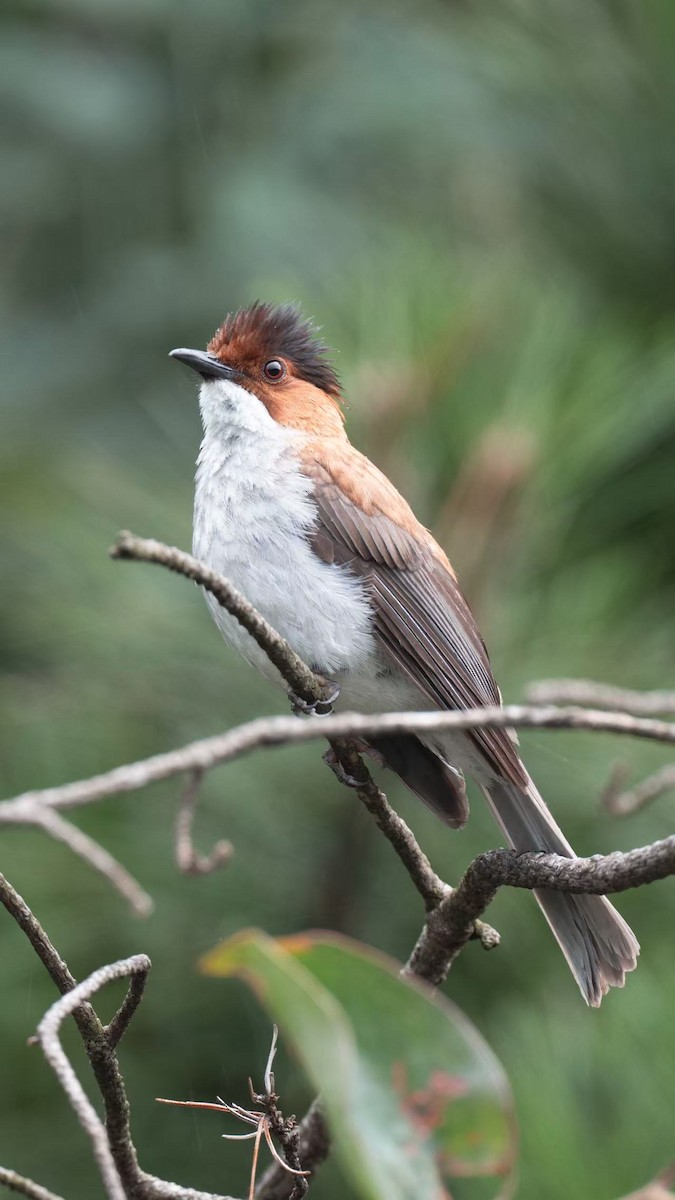Chestnut Bulbul - ML640800890