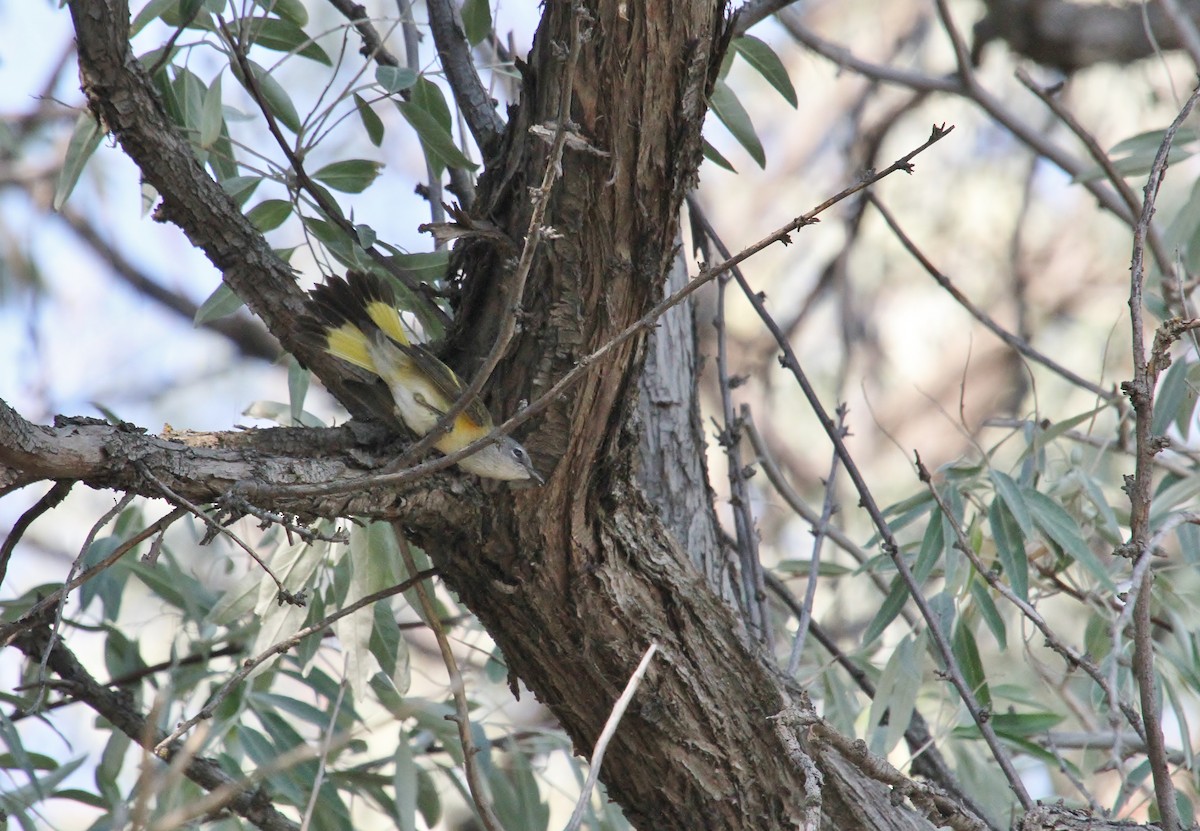 American Redstart - ML640800891