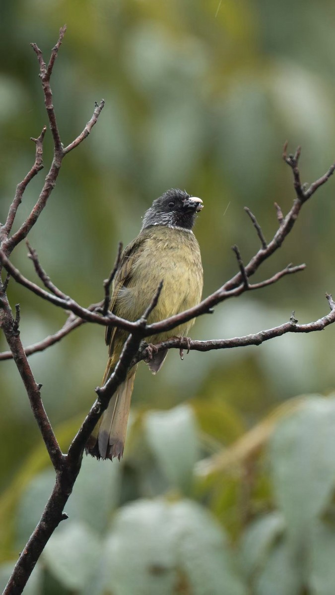 Collared Finchbill - ML640800896