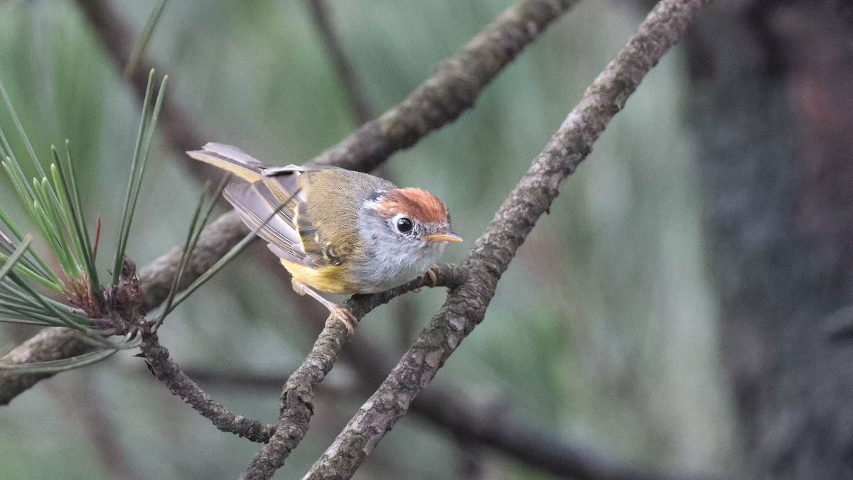 Chestnut-crowned Warbler - ML640800898