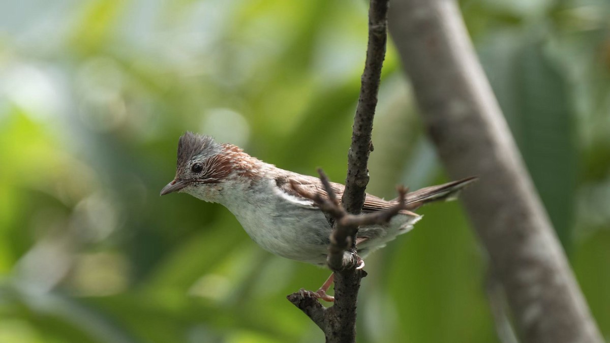 Indochinese Yuhina - ML640800915