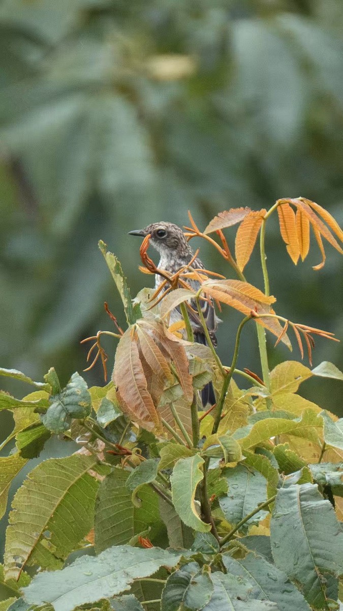 Gray Bushchat - ML640800925