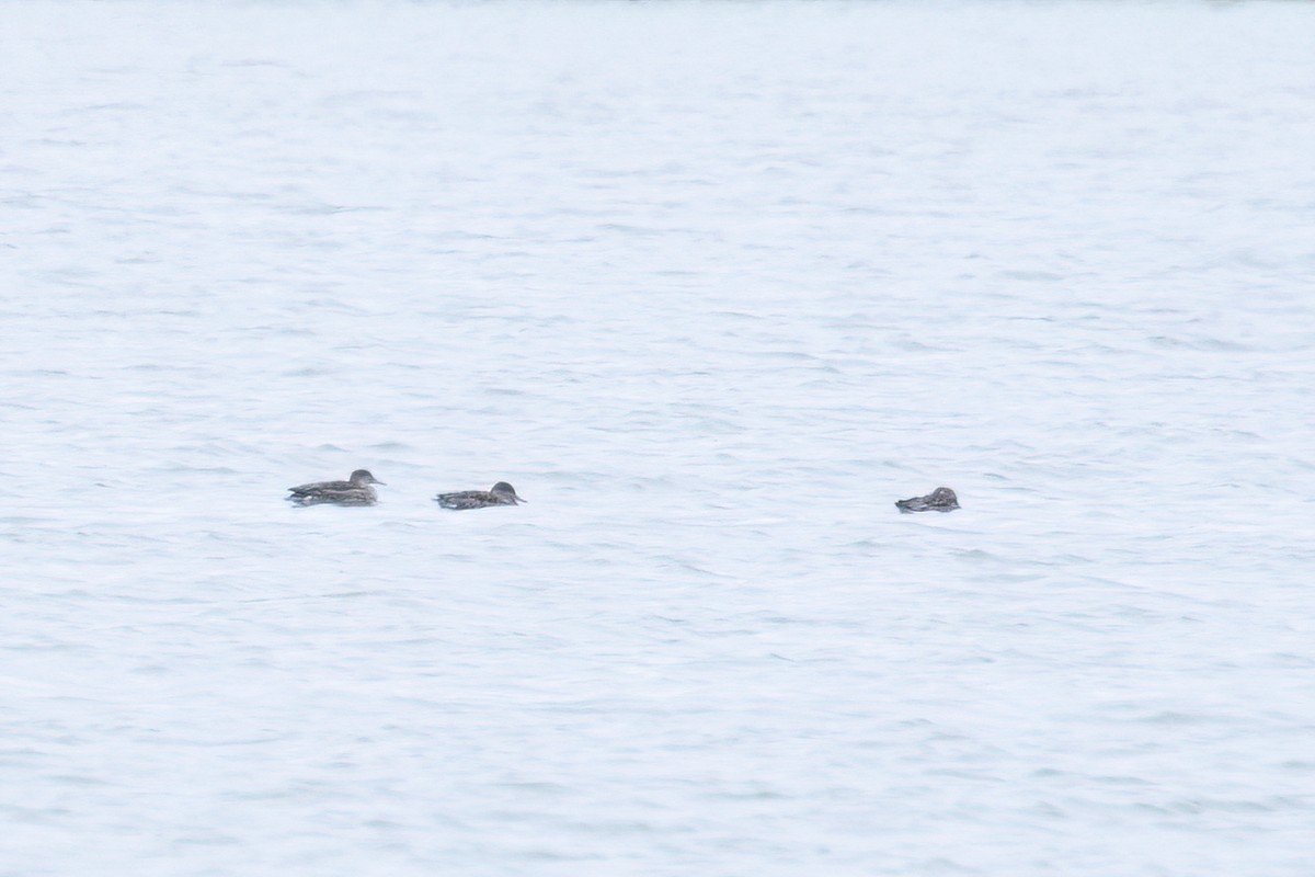 Falcated Duck - ML640800926