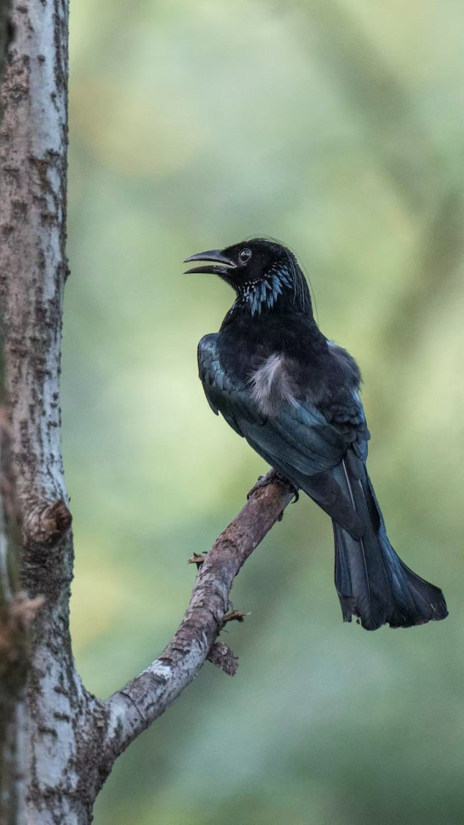 Hair-crested Drongo - ML640800950