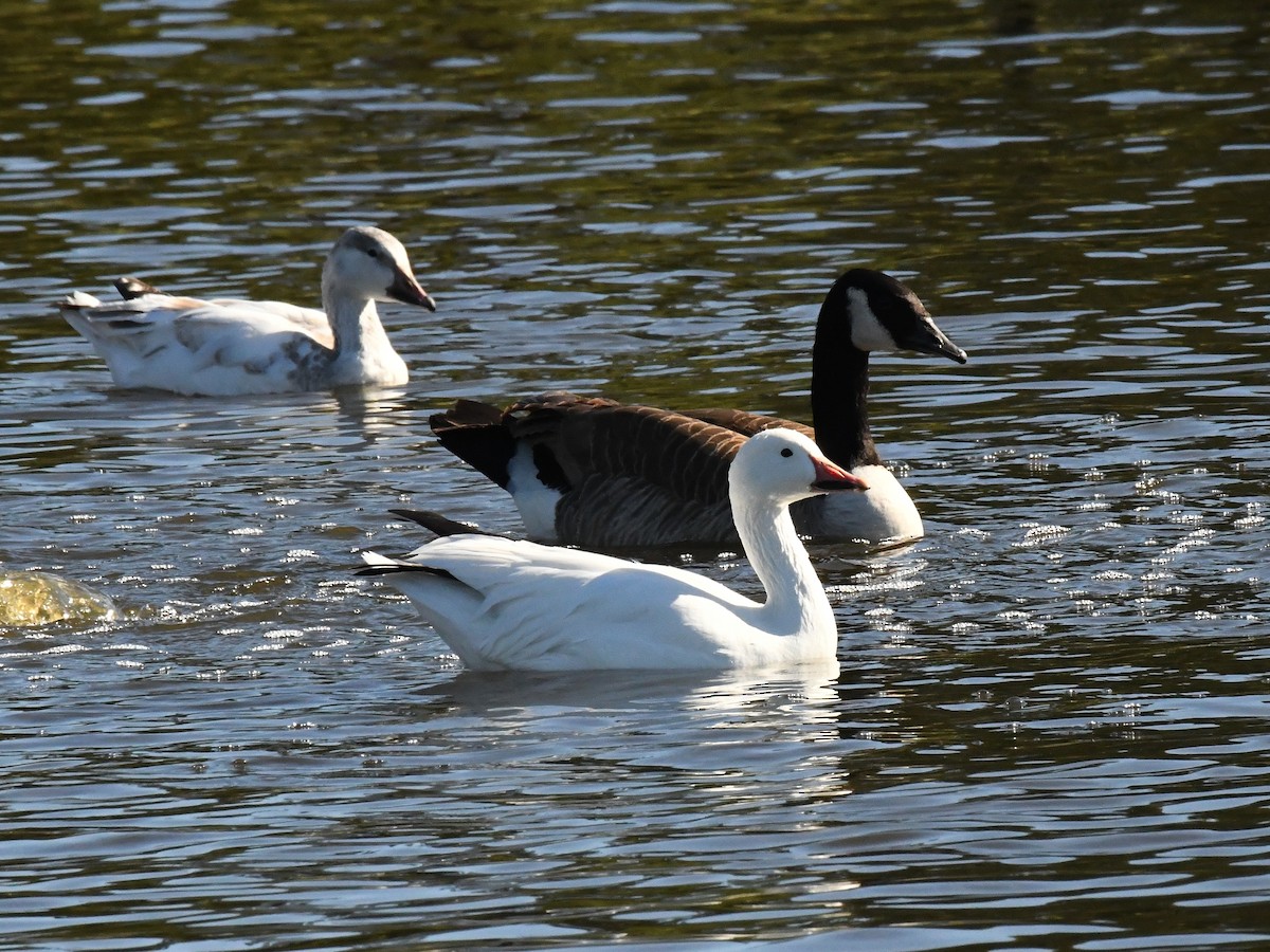 Snow Goose - ML640800955