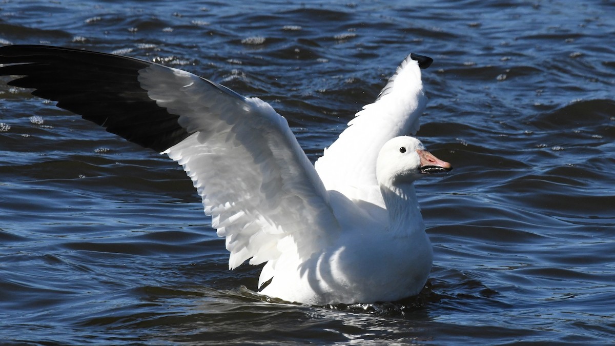 Snow Goose - ML640800956