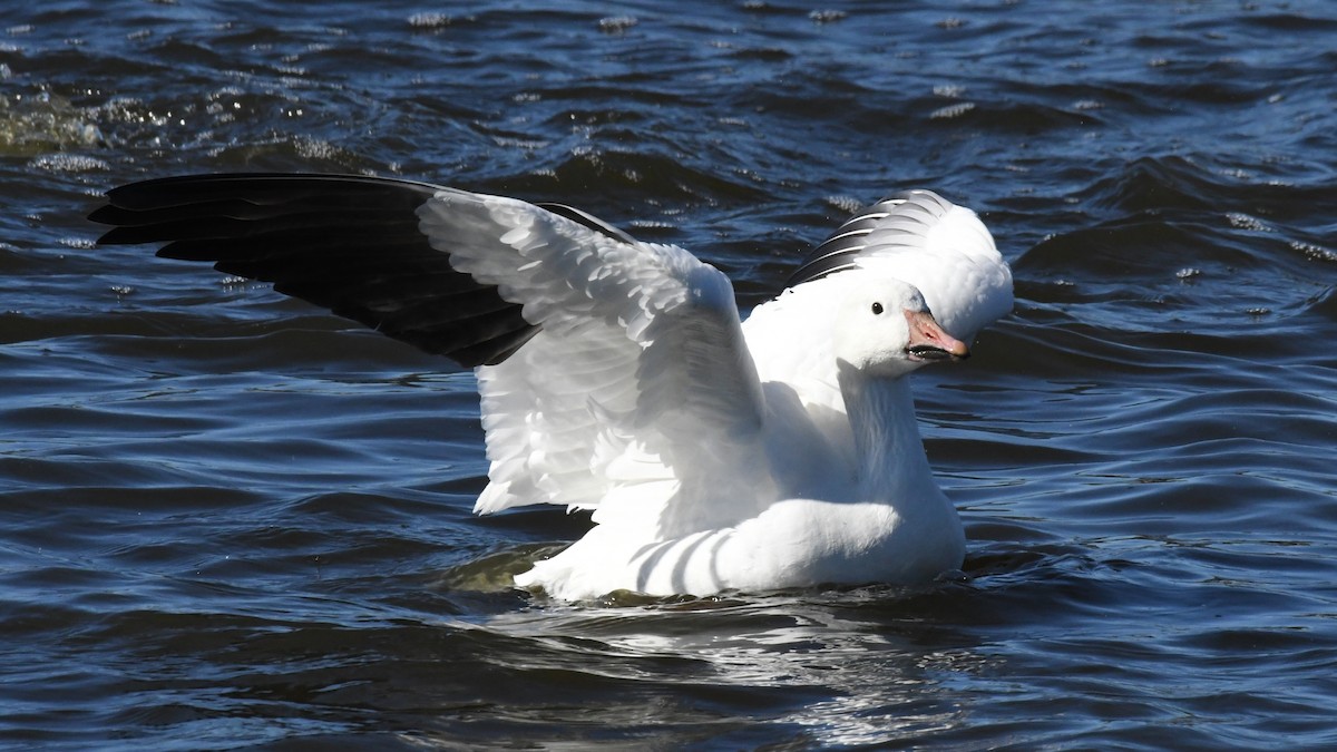 Snow Goose - ML640800957