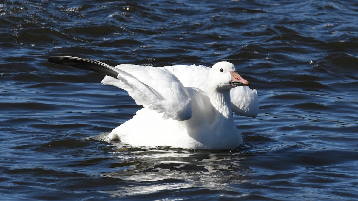 Snow Goose - ML640800958