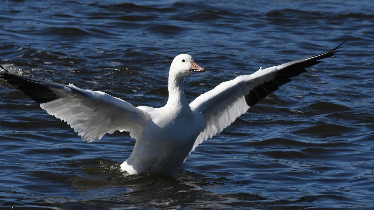 Snow Goose - ML640800959