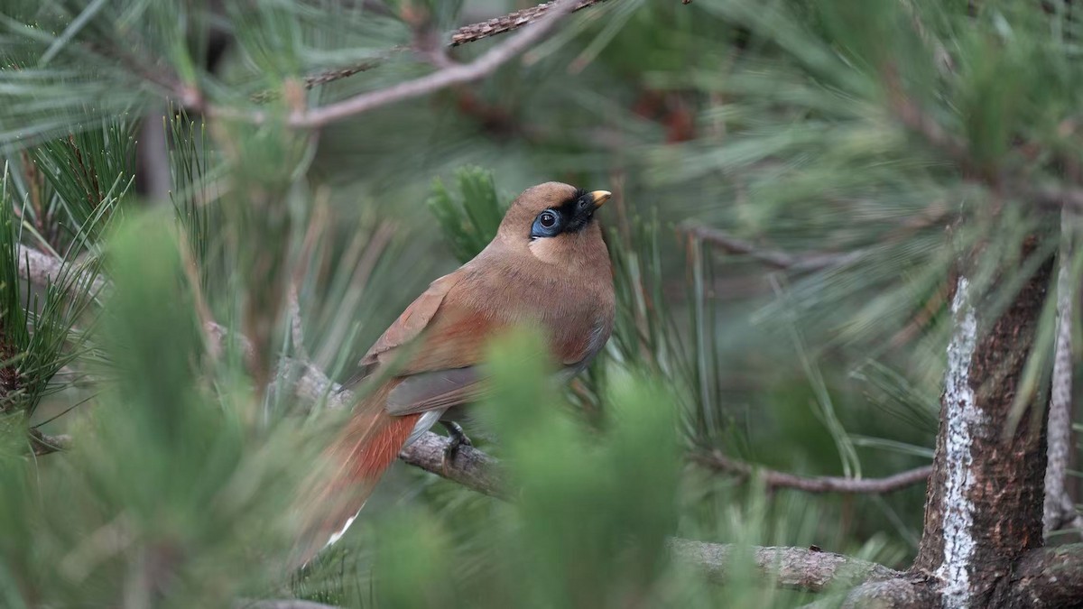 Buffy Laughingthrush - ML640800989
