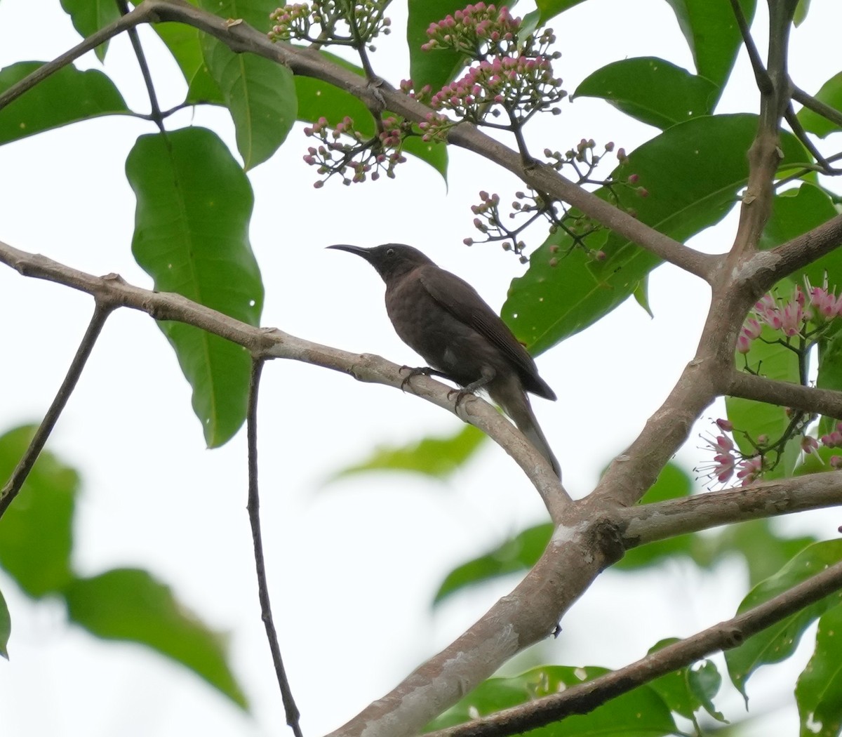 medosavka biacká - ML640801023