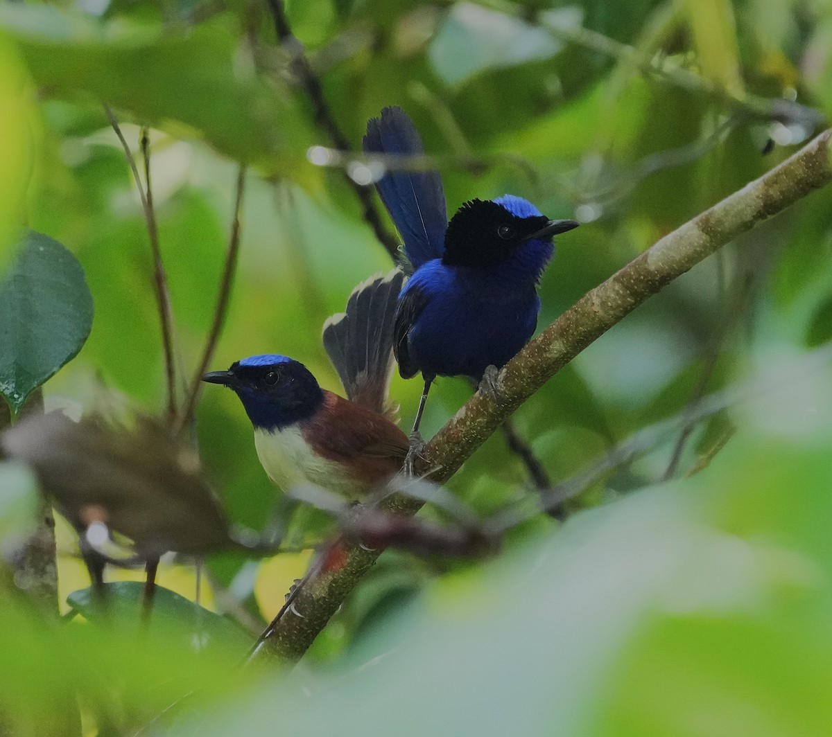 Emperor Fairywren - ML640801040
