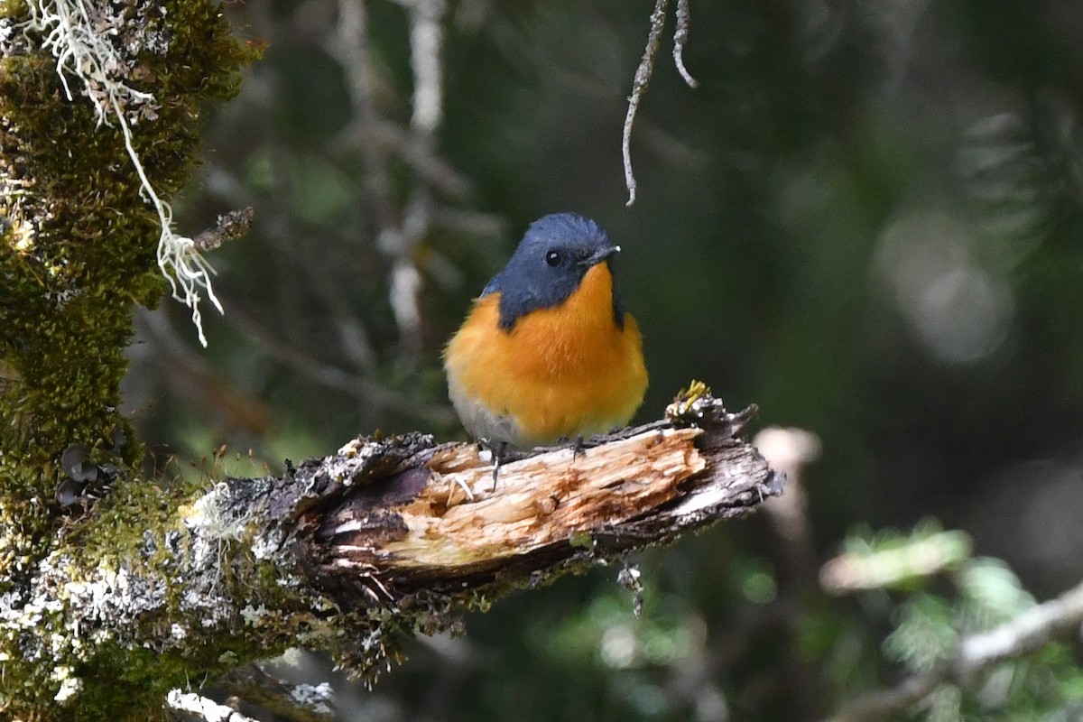 Slaty-backed Flycatcher - ML640801052