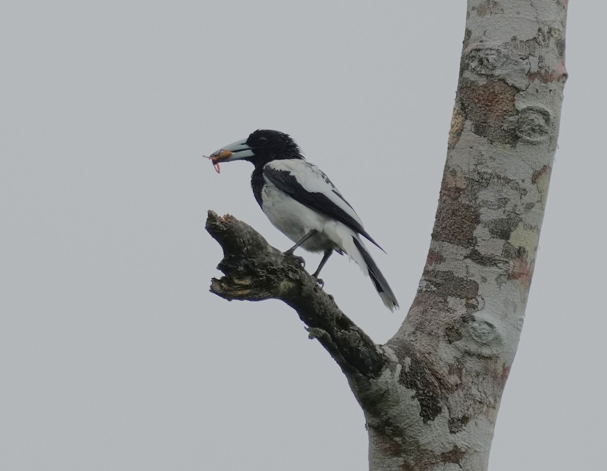 flétňák kápový - ML640801054