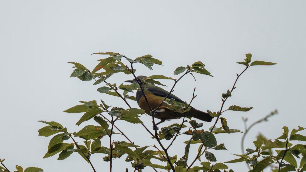 Orange-bellied Leafbird - ML640801055