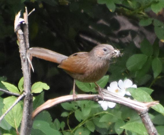 Streaked Laughingthrush - ML640801070