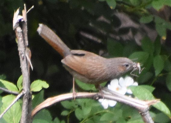 Streaked Laughingthrush - ML640801083