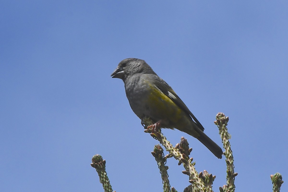White-winged Grosbeak - ML640801133