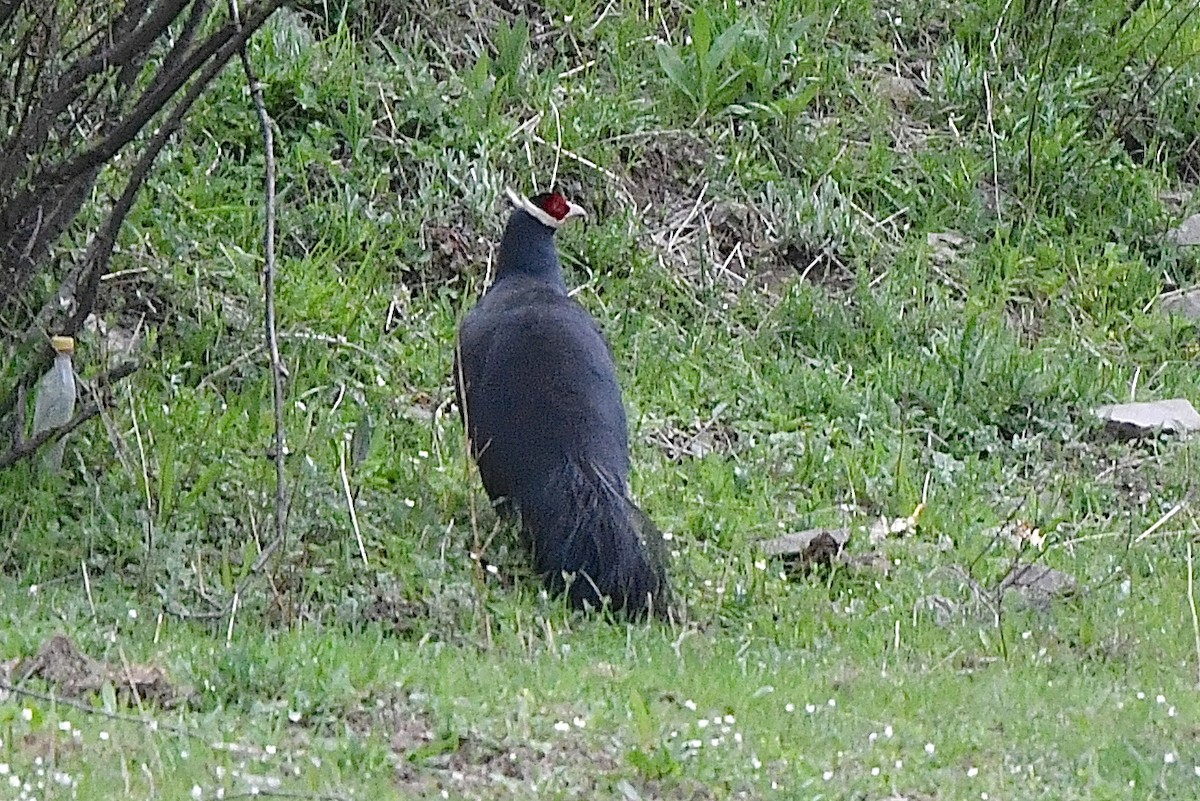 Blue Eared-Pheasant - ML640801176