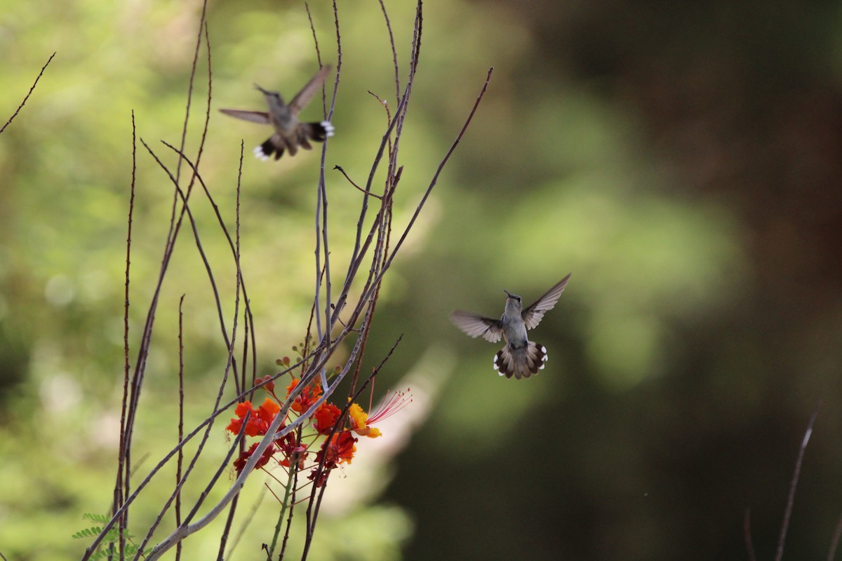 Black-chinned Hummingbird - ML640801200