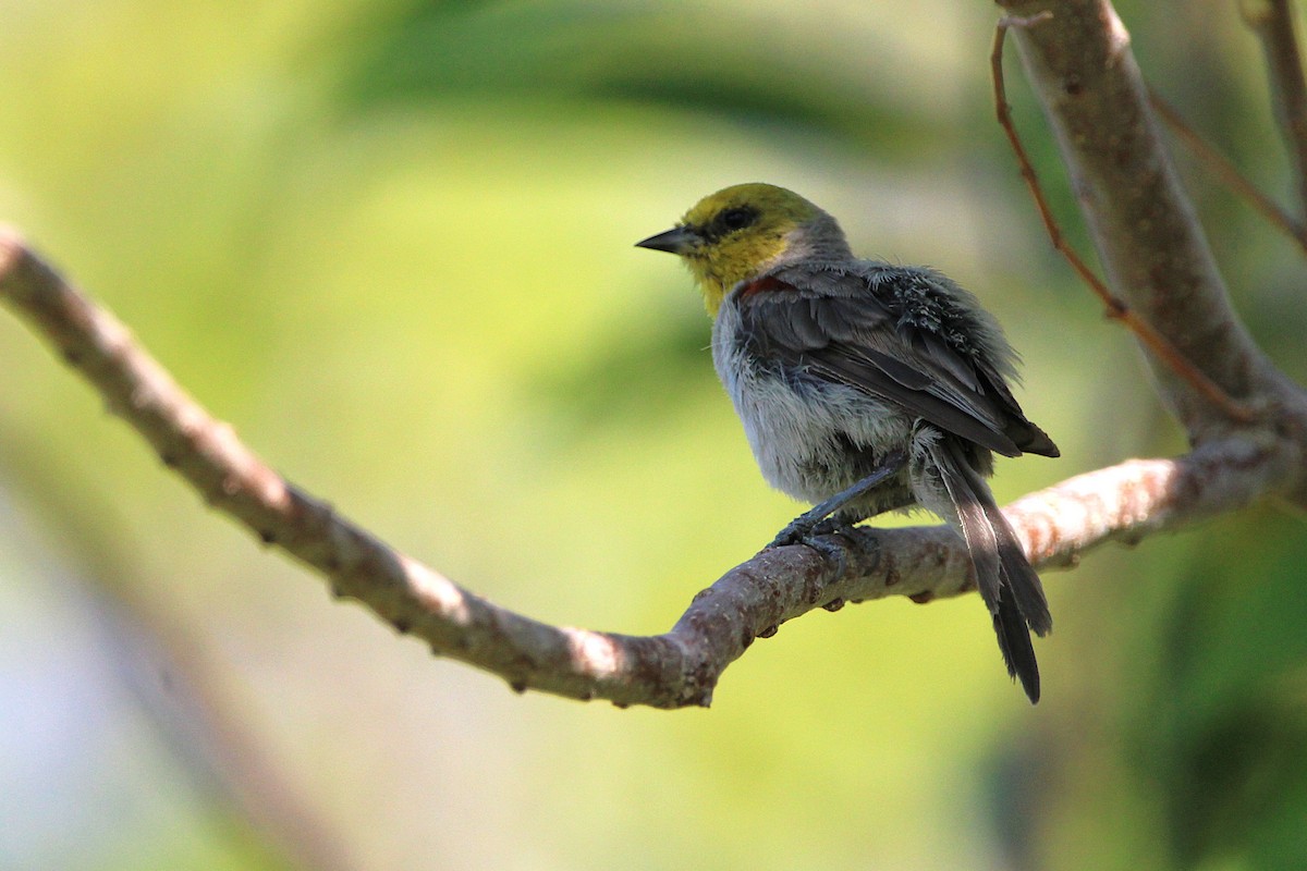 Verdin - ML640801234