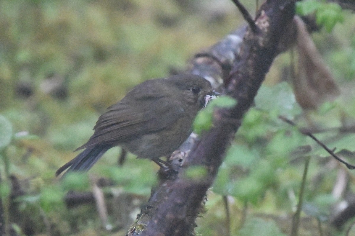 Robin de l'Himalaya - ML640801322