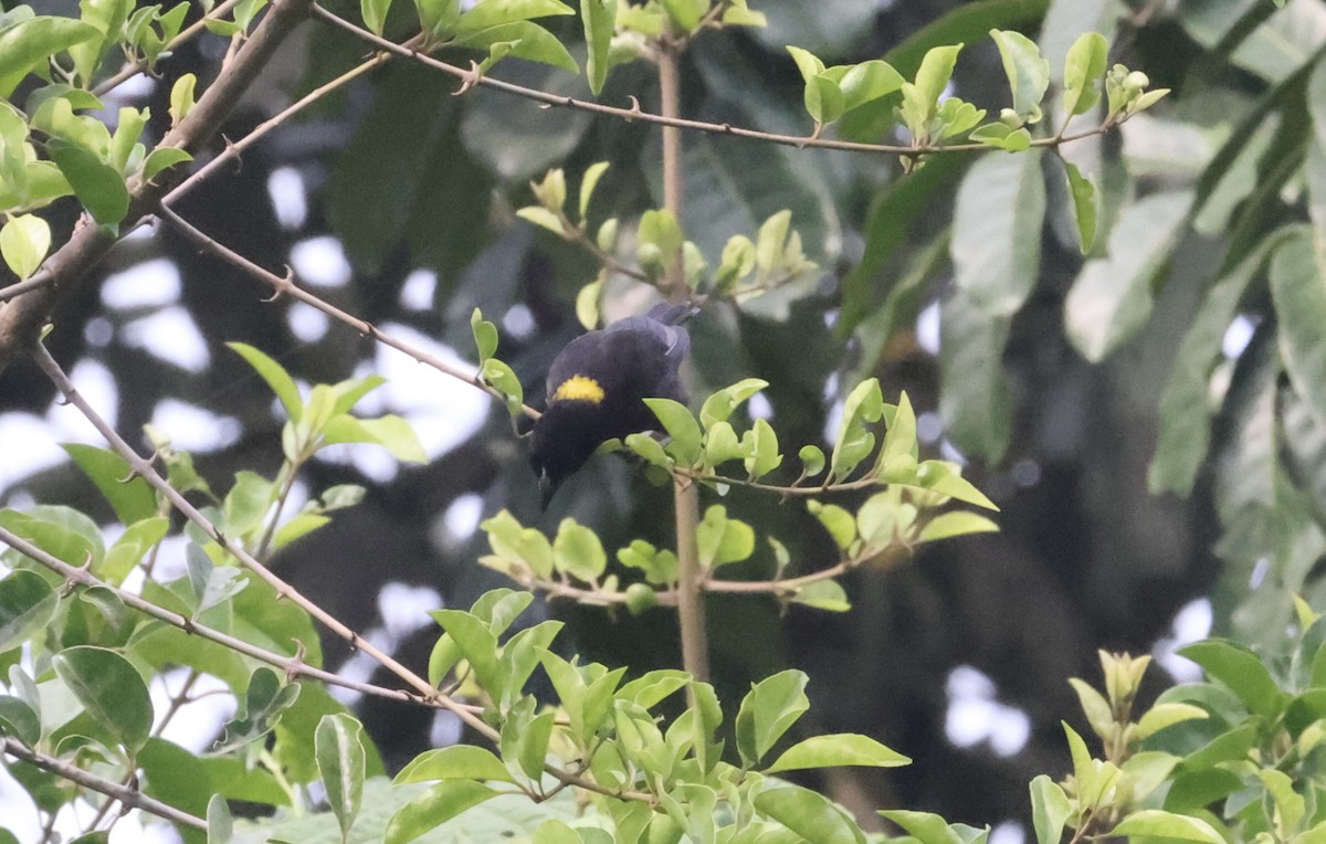 Yellow-mantled Weaver - ML640801328
