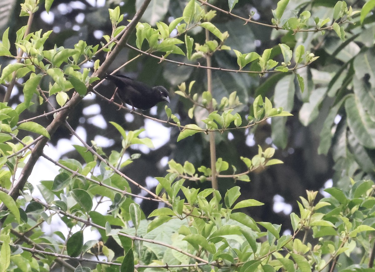 Yellow-mantled Weaver - ML640801329