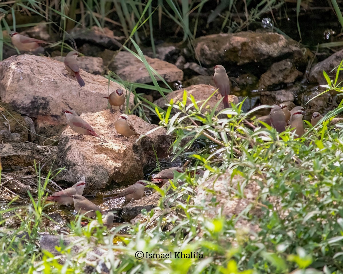 Crimson-rumped Waxbill - ML640801344