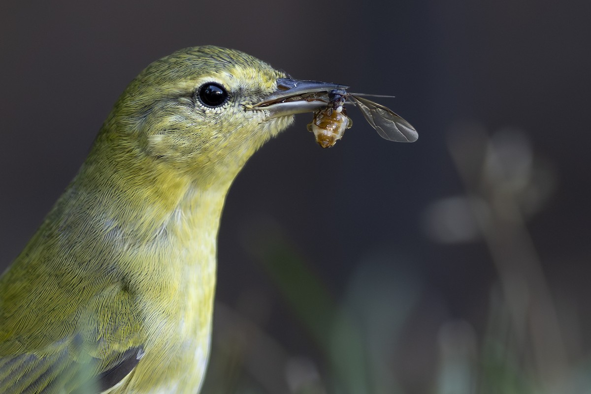 Tennessee Warbler - ML640801419