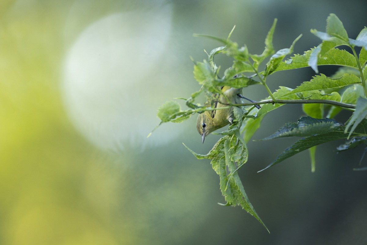 Tennessee Warbler - ML640801420