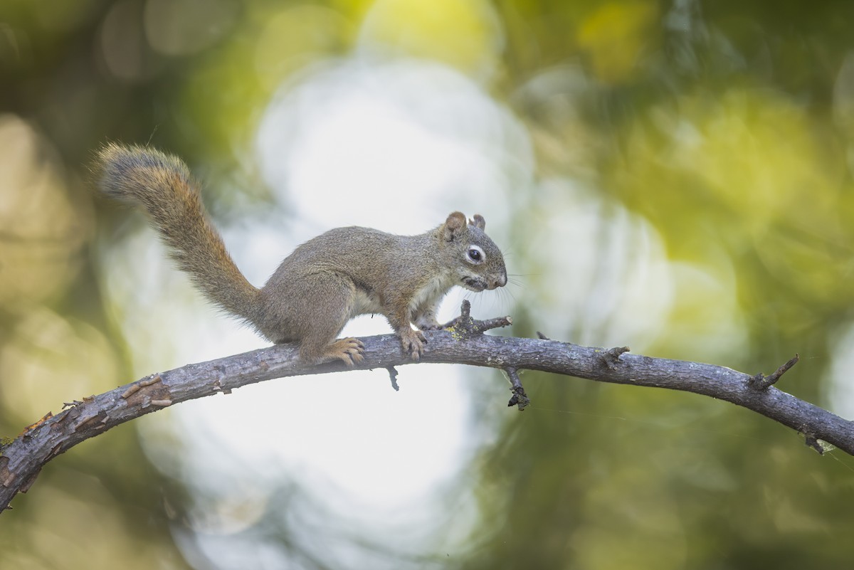 Scoiattolo rosso americano - ML640801422