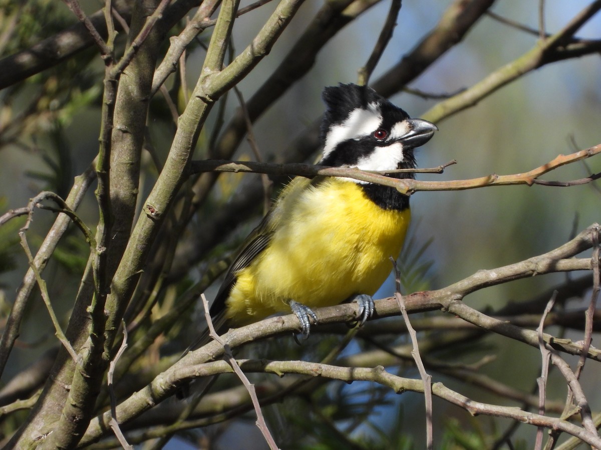 Eastern Shrike-tit - ML640801433