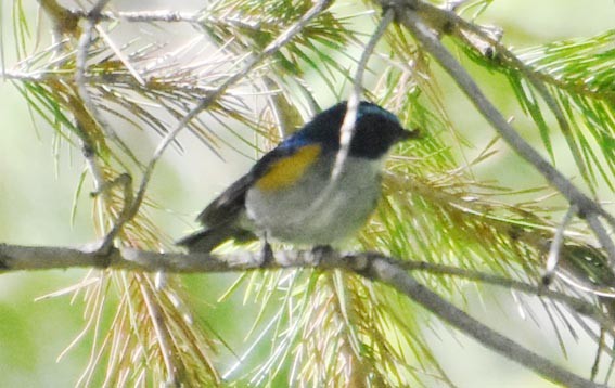 Robin de l'Himalaya - ML640801446
