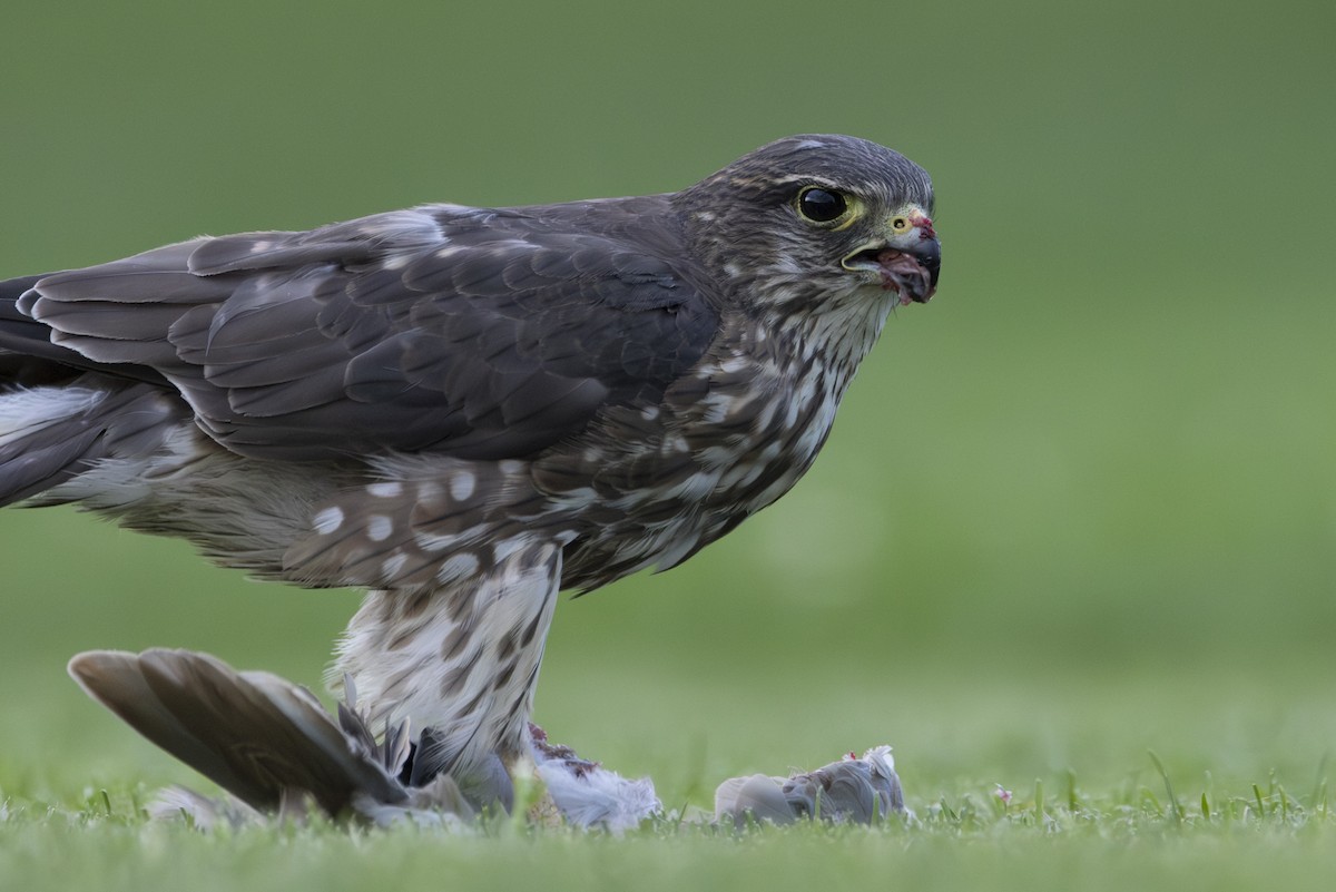 Smeriglio - ML640801457