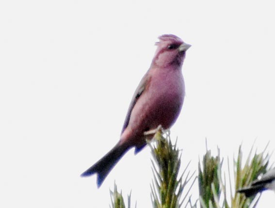Pink-browed Rosefinch - ML640801461