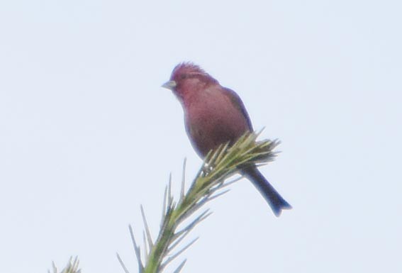 Pink-browed Rosefinch - ML640801469
