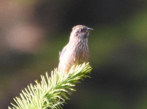 Pink-browed Rosefinch - ML640801472