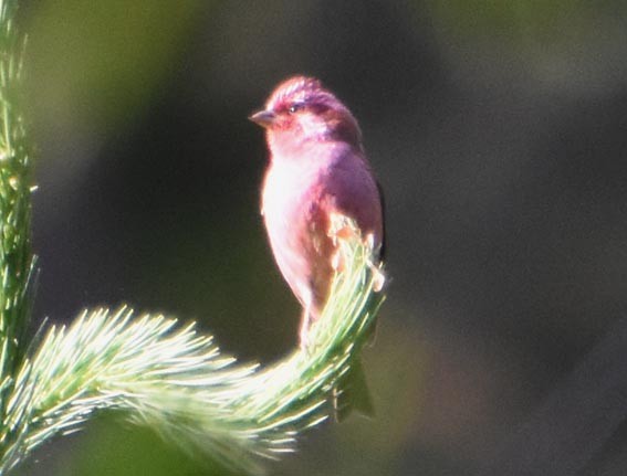 Pink-browed Rosefinch - ML640801483