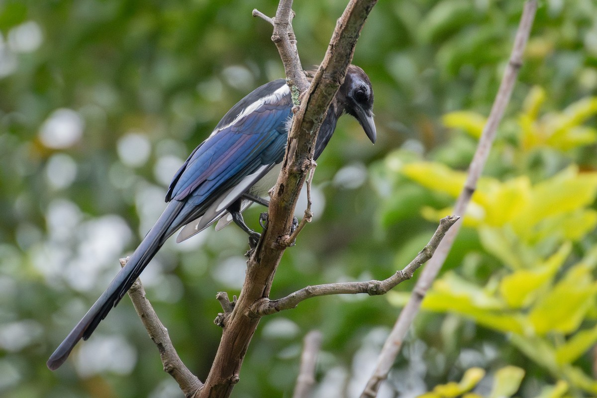 Oriental Magpie - ML640801491