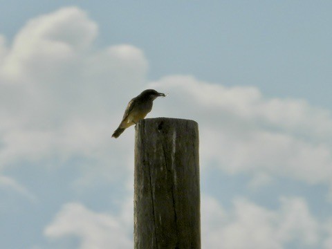 yellow-bellied kingbird sp. - ML640801550