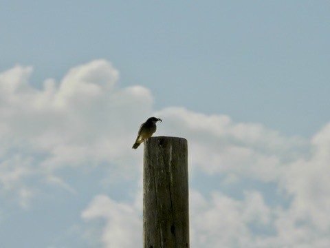 yellow-bellied kingbird sp. - ML640801551