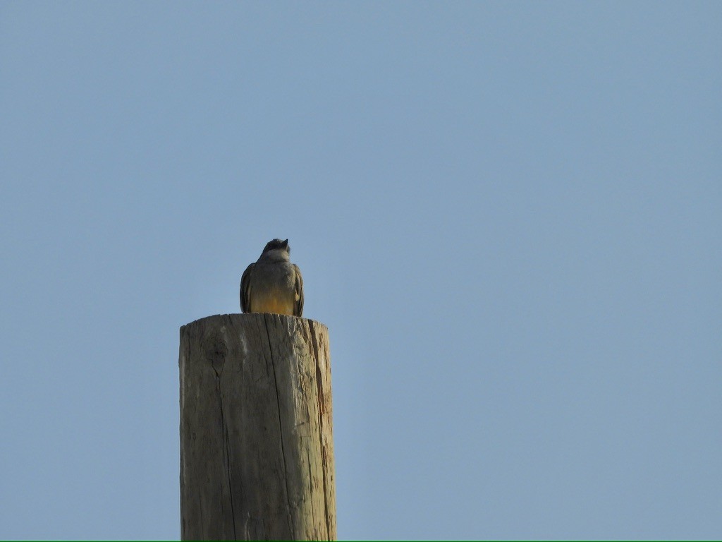 yellow-bellied kingbird sp. - ML640801552